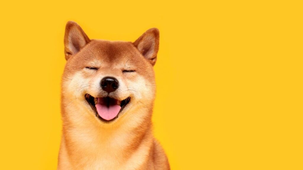 What Is Doge and Why Is Elon Musk Stepping Away? – news-usa.info