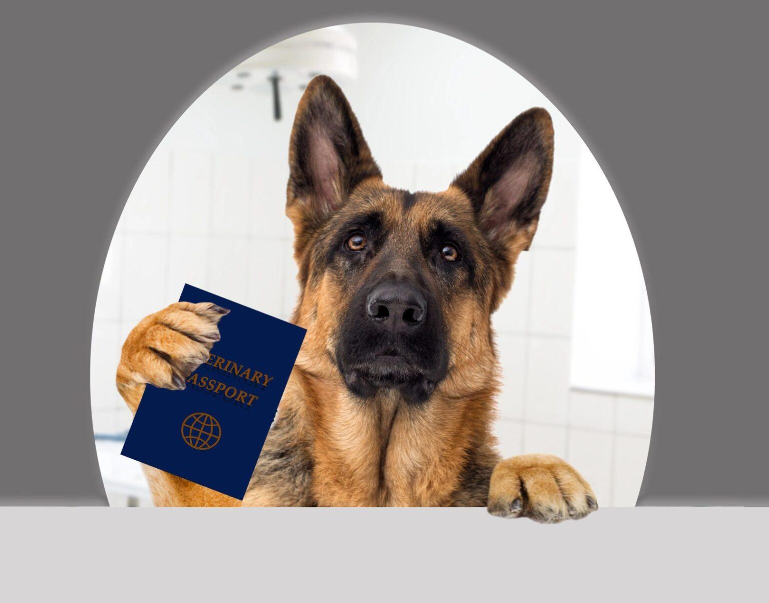 Britain Eases Animal Border Checks as UK-EU Deal Approaches – www.mondialnews.com