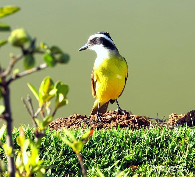 Mercenary Meltdown: Unraveling the Chaos Behind Private Armies – afric.news