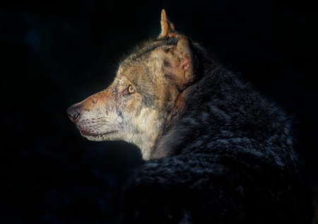 Heartwarming French Christmas Ad Featuring a Vegetarian Wolf Captivates Audiences Worldwide – www.mondialnews.com