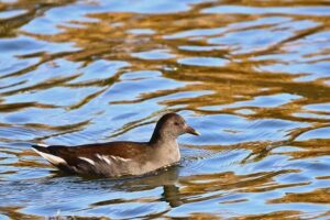 Alex Bregman Joins the Cubs and Bears Clinch Playoff Victory: An Unforgettable Night for Chicago Sports – chicago365.info