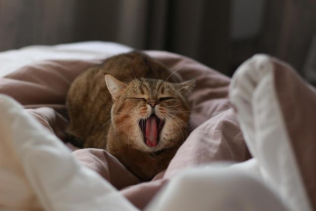 San Francisco’s ‘Little Russia’ Businesses Grapple with Deep Impact of War Thousands of Miles Away – sanfrancisco365.info