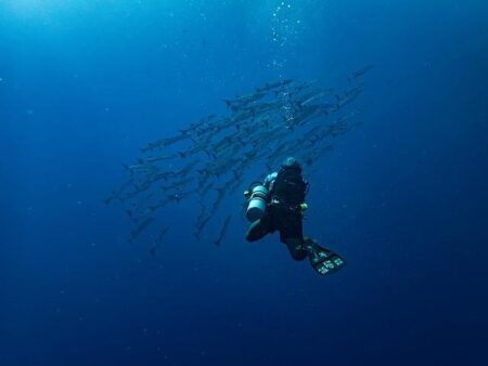 Fatal Encounter: Diver Fatally Attacked by 4.5m Shark Off Albany Coast – www.mondialnews.com