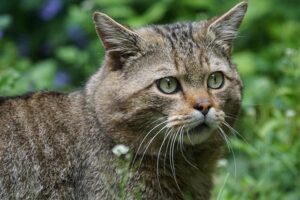 France Boosts Conservation Efforts with 157,000 Hectares of New Protected Forests – www.mondialnews.com