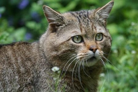 France Boosts Conservation Efforts with 157,000 Hectares of New Protected Forests – www.mondialnews.com