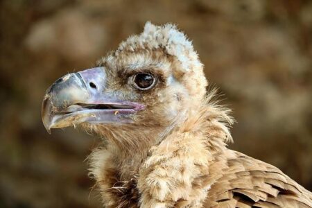 Bill Proposed to Ban Private Equity ‘Vulture Investors’ from Youth Sports – dallas365.info