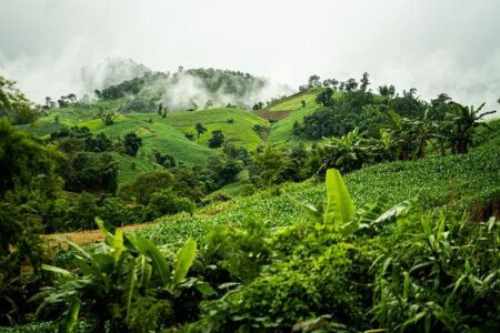 Brazil’s Bold Mission to Save Tropical Forests – www.mondialnews.com