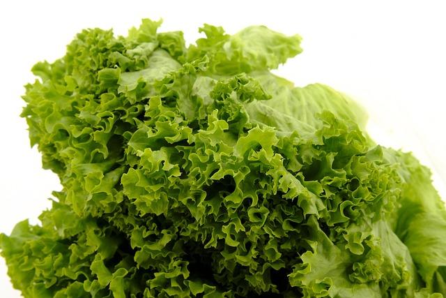 Taylor Farms & Sysco Recall Iceberg Lettuce from Central Mexico – newyork365.info