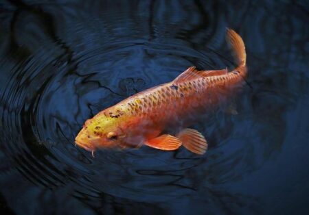 The Unexpected Hotspot for Your Next Fish Product Opportunity – afric.news